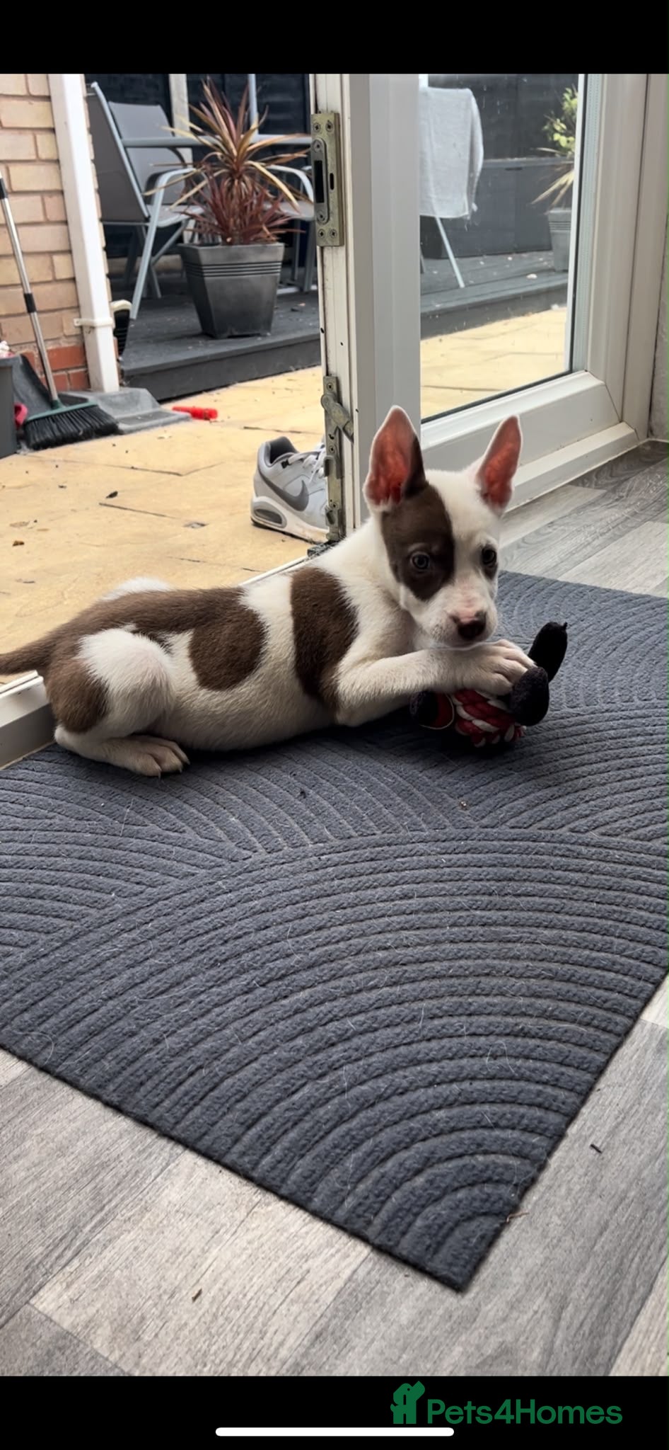 Mixed Breed dogs READY TO LEAVE Husky x American bulldog puppies  - Advert 2