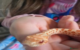 Snake reptiles for sale: Western hognose - red albino het snow - Image 3