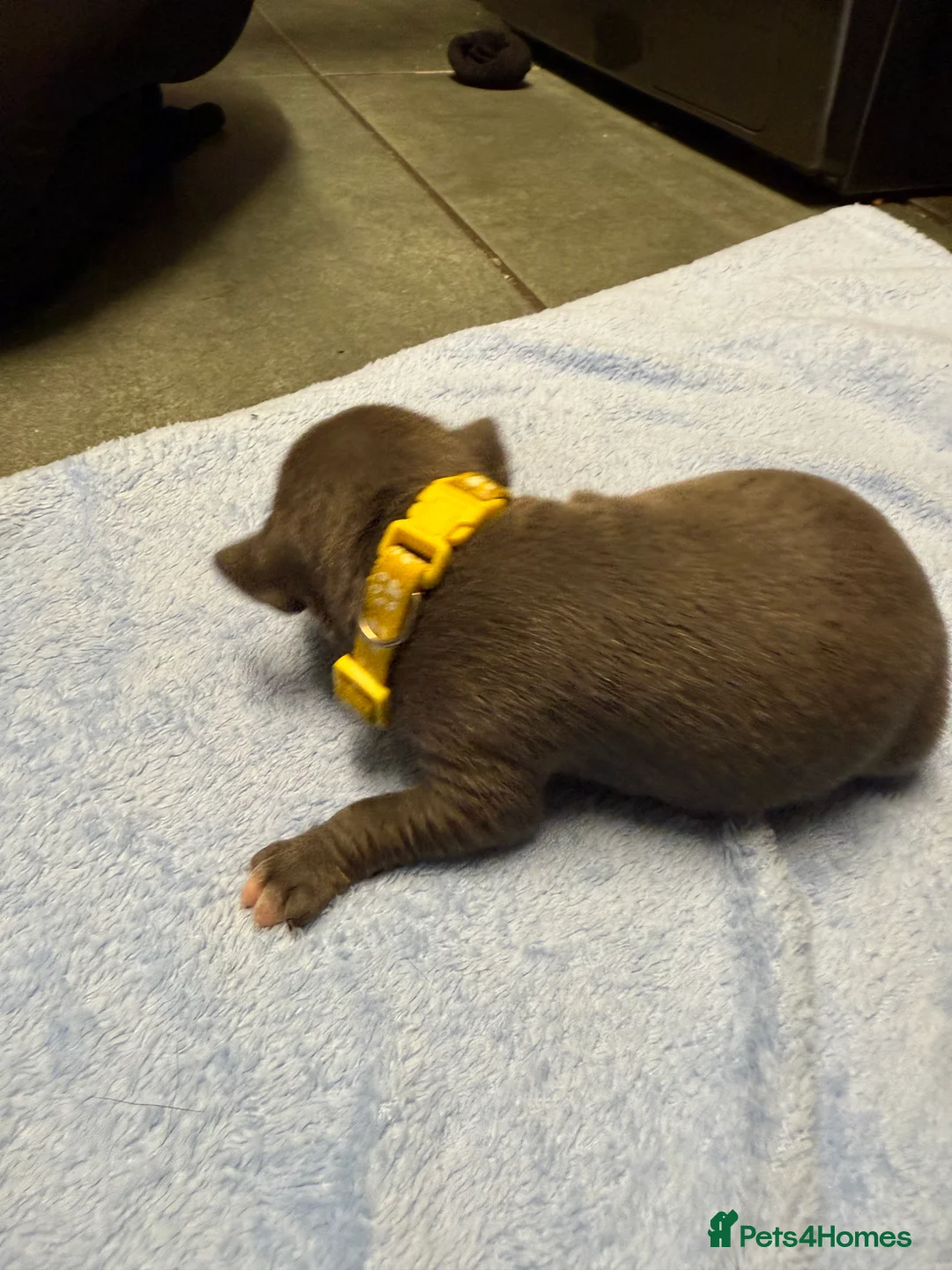 Staffordshire Bull Terrier dogs for sale: 1 female  Blue Staffordshire bull terrier staffy - Advert 12