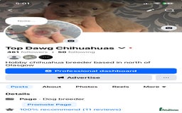 Chihuahua dogs for sale: ❌❌❌ Beautiful Chihuahua Pupppies ❌❌❌ - Image 8