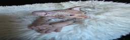 Sphynx cats for sale: Beautiful Canadian Sphynx Kittens Available 💎 - Advert 13