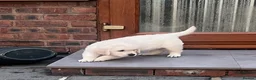 Golden Retriever dogs for sale: Little Polar Bear Puppies - Advert 22