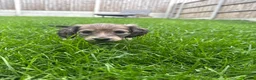 Miniature Dachshund dogs for sale: 🐶    KC Miniature Shaded Cream Dachshund Pups  🐶 in Rotherham - Advert 19