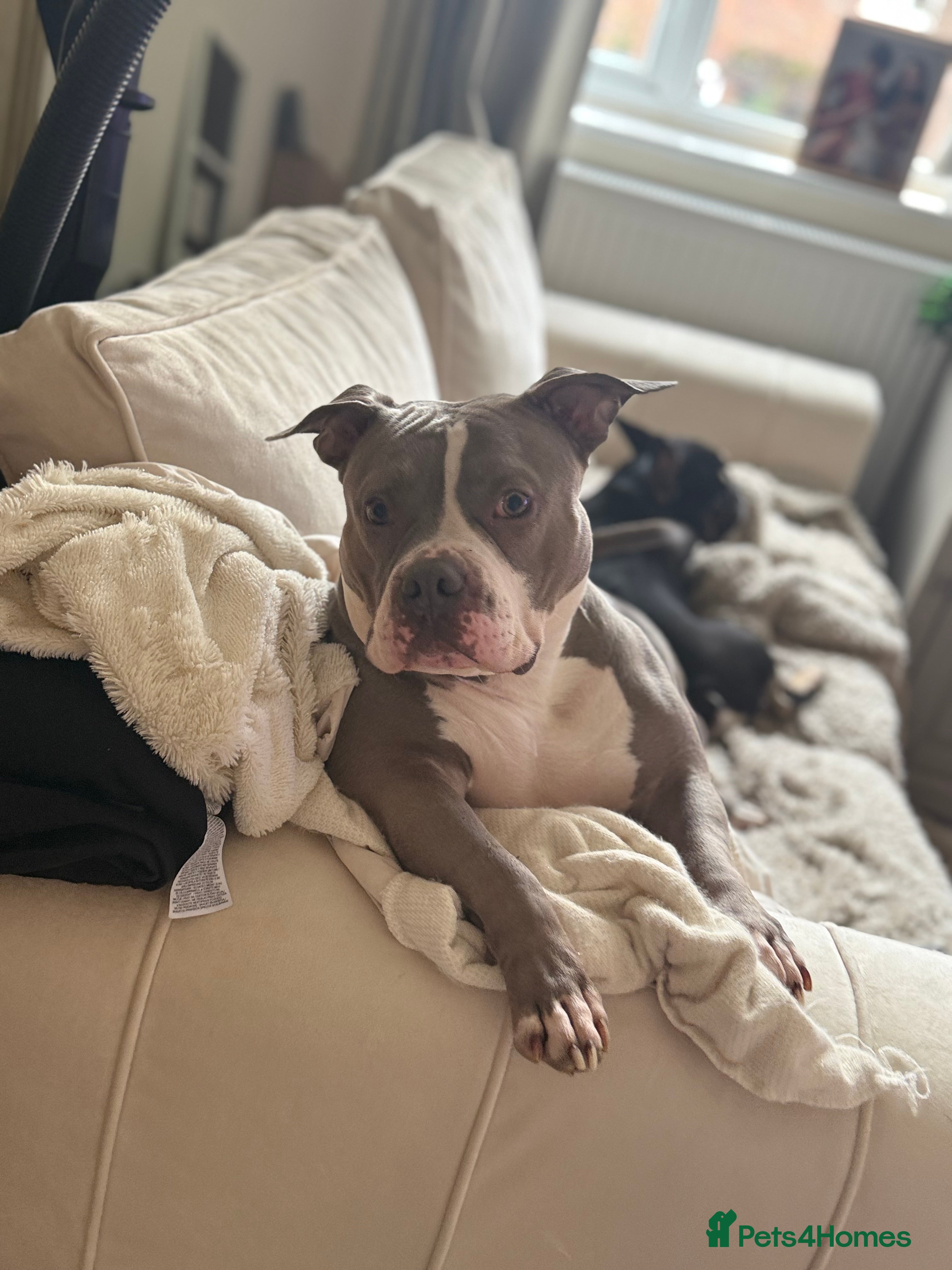 American Bully dogs Pocket bully  - Advert 1