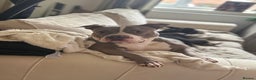American Bully dogs for sale: Pocket bully  - Advert 1