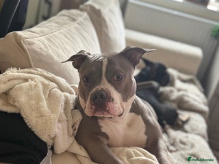 American Bully dogs Pocket bully - Advert 1