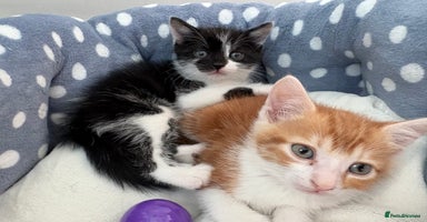 Mixed Breed cats - Advert 14