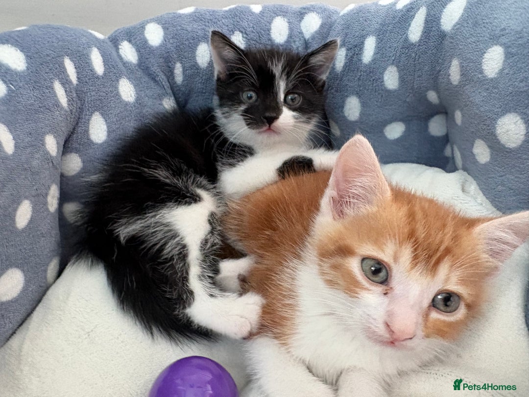 Mixed Breed cats for sale: 4 beautiful boy kittens  - Image 2