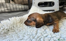 Miniature Dachshund dogs for sale: ✨5star✨ True miniatures, Licenced breeder, KC reg - Image 16
