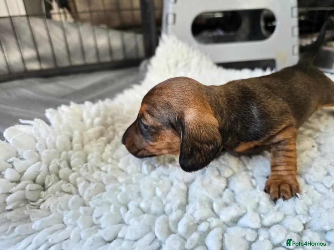 Miniature Dachshund dogs for sale: ✨5star✨ True miniatures, Licenced breeder, KC reg - Image 16
