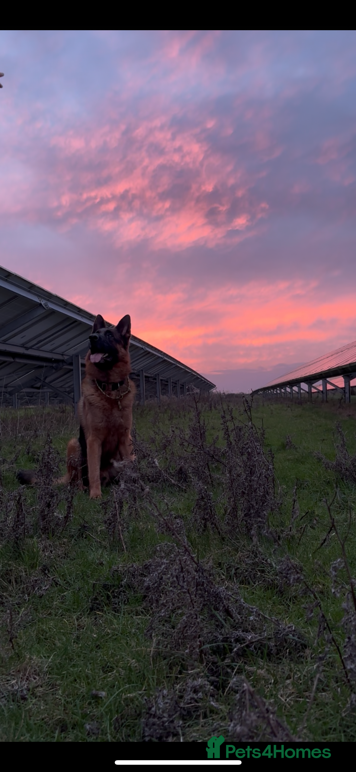 German Shepherd dogs Handsome shepherd dog - Advert 17