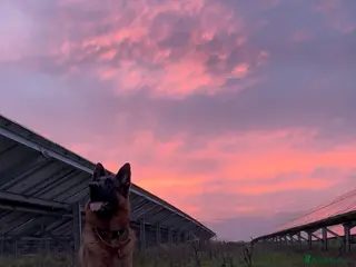 German Shepherd dogs Handsome shepherd dog - Advert 17