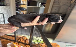 Staffordshire Bull Terrier dogs for sale: Staffordshire bull terrier puppies  - Image 4