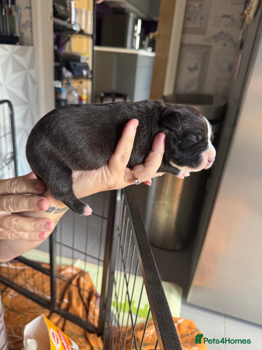 Staffordshire Bull Terrier dogs for sale: Staffordshire bull terrier puppies  - Image 4