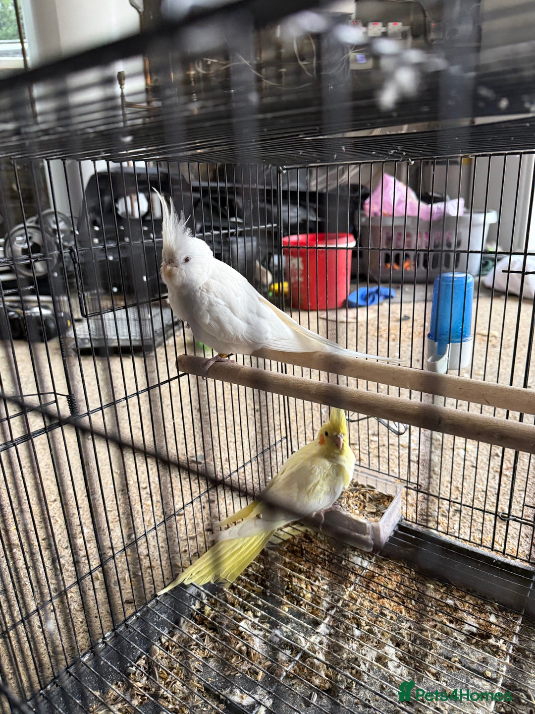 Lovebirds birds for sale: Pair of Cocktail  with cage  - Advert 4