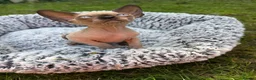 Sphynx cats for sale: Beautiful Canadian Sphynx Boy – Ready for His Home - Advert 6