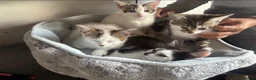 American Shorthair cats for sale: Four Kittens 💖 - Advert 5