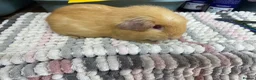 Guinea Pig rodents for sale: Beautiful Guinea Pig Boys - Advert 2