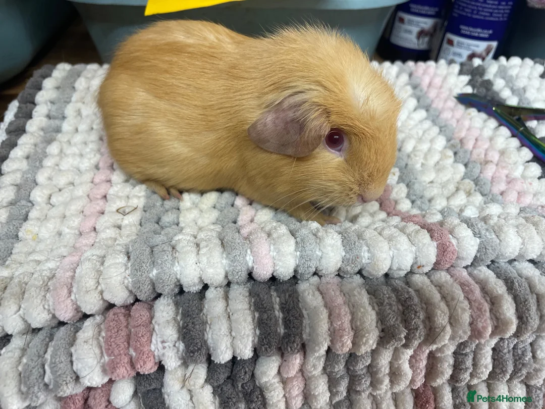 Guinea Pig rodents for sale: Beautiful Guinea Pig Boys - Advert 2