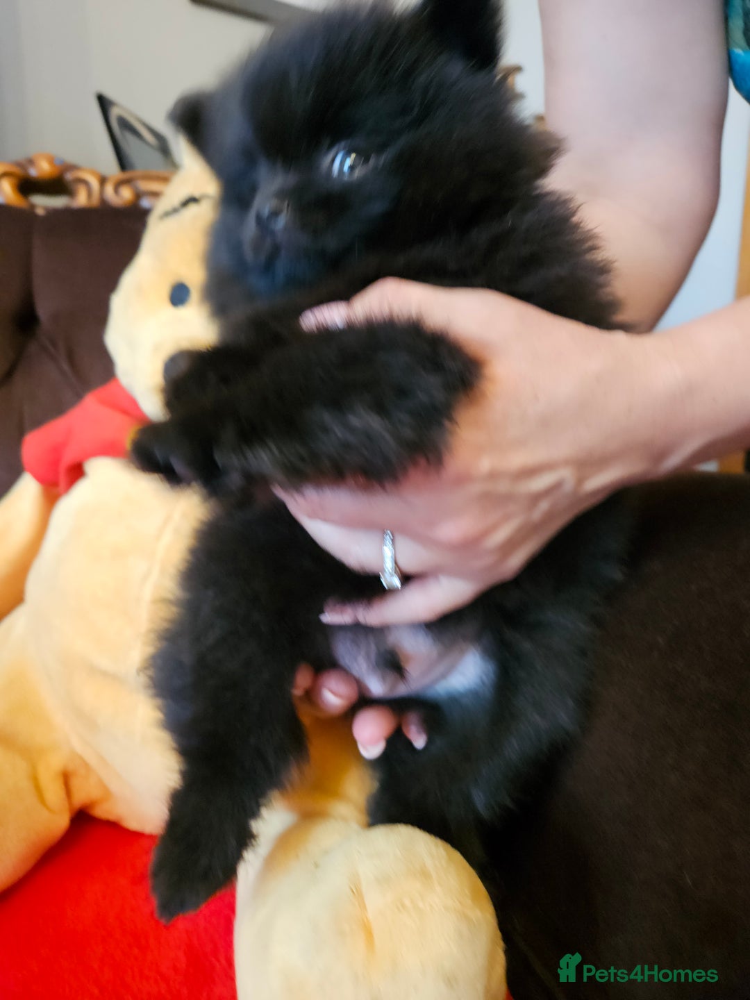 Pomeranian dogs for sale: 3 beautiful black pomeranian boys for sale  - Image 16