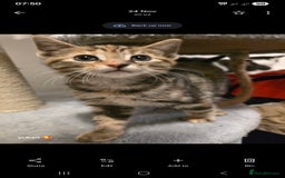 Mixed Breed cats for sale: Cute kittens ready for their new home - Advert 12