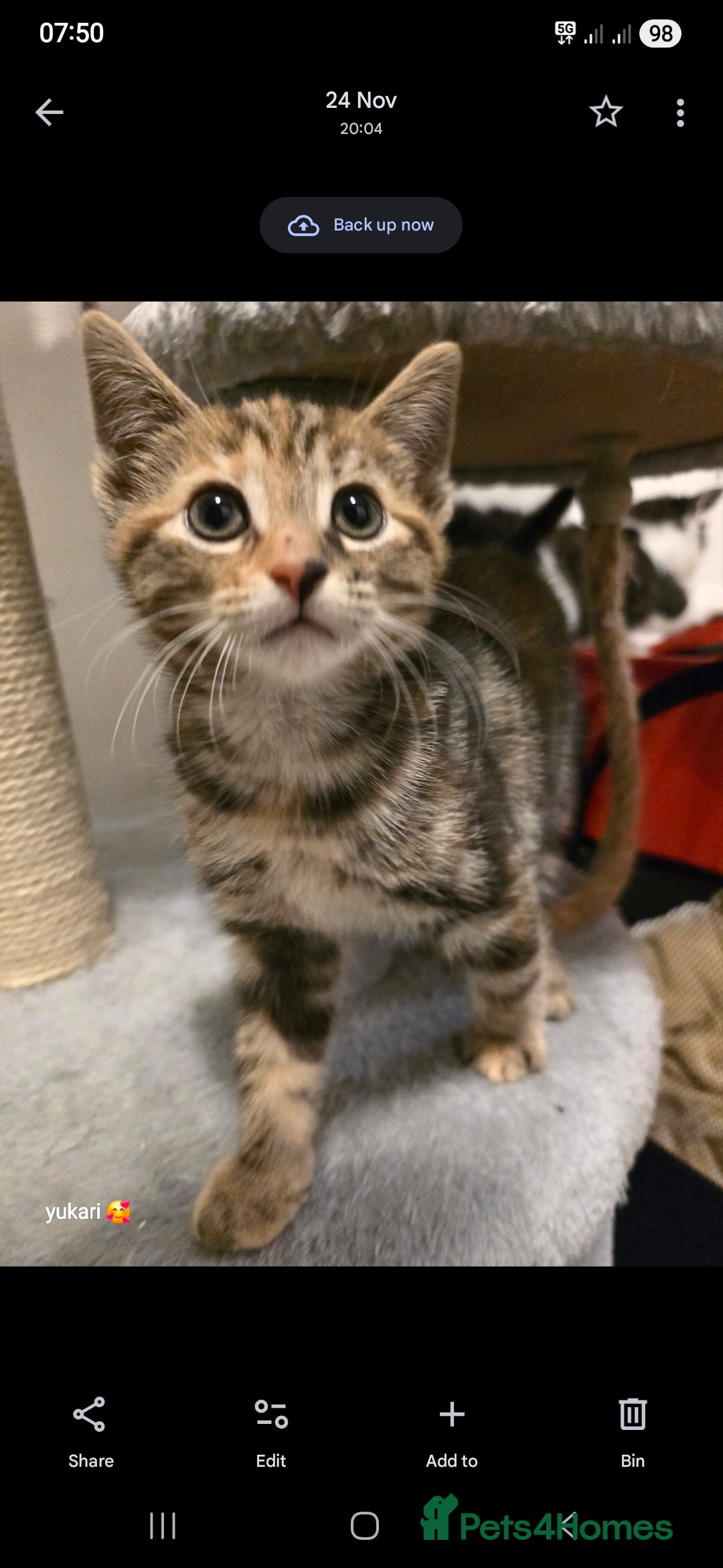 Mixed Breed cats for sale: Cute kittens ready for their new home - Advert 12