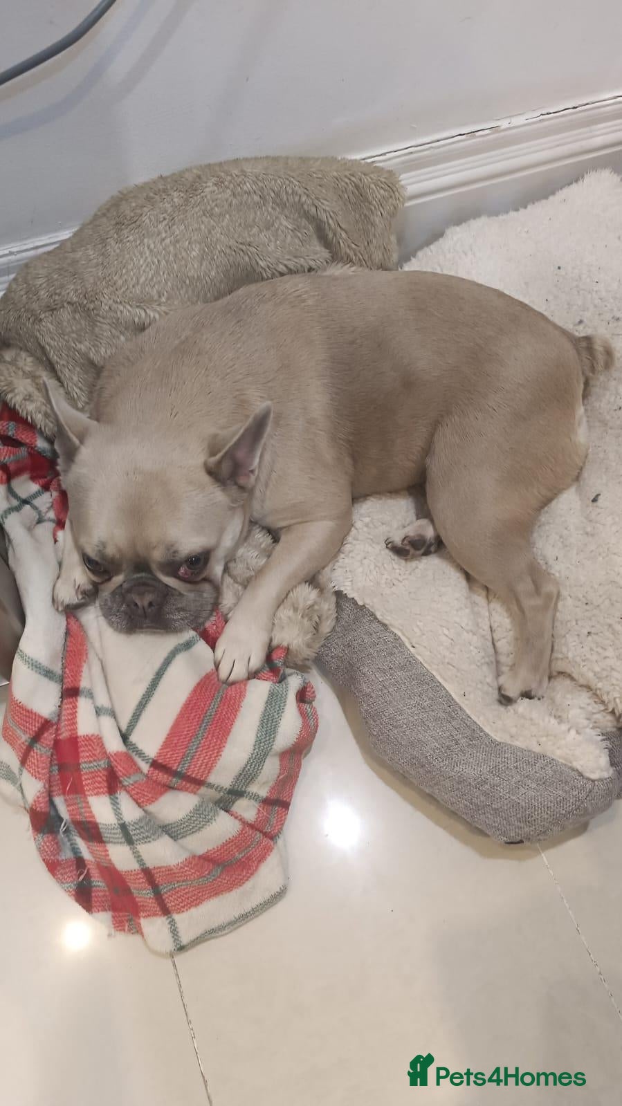 French Bulldog dogs French bulldog  - Advert 7
