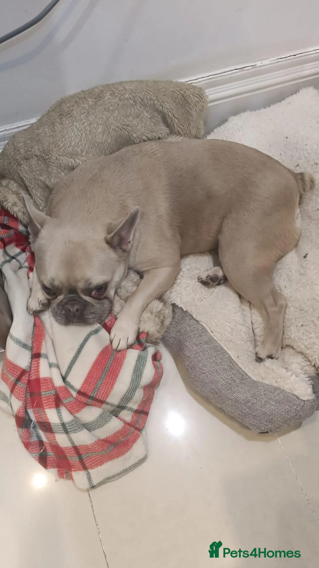 French Bulldog dogs for sale: French bulldog  in London - Advert 1