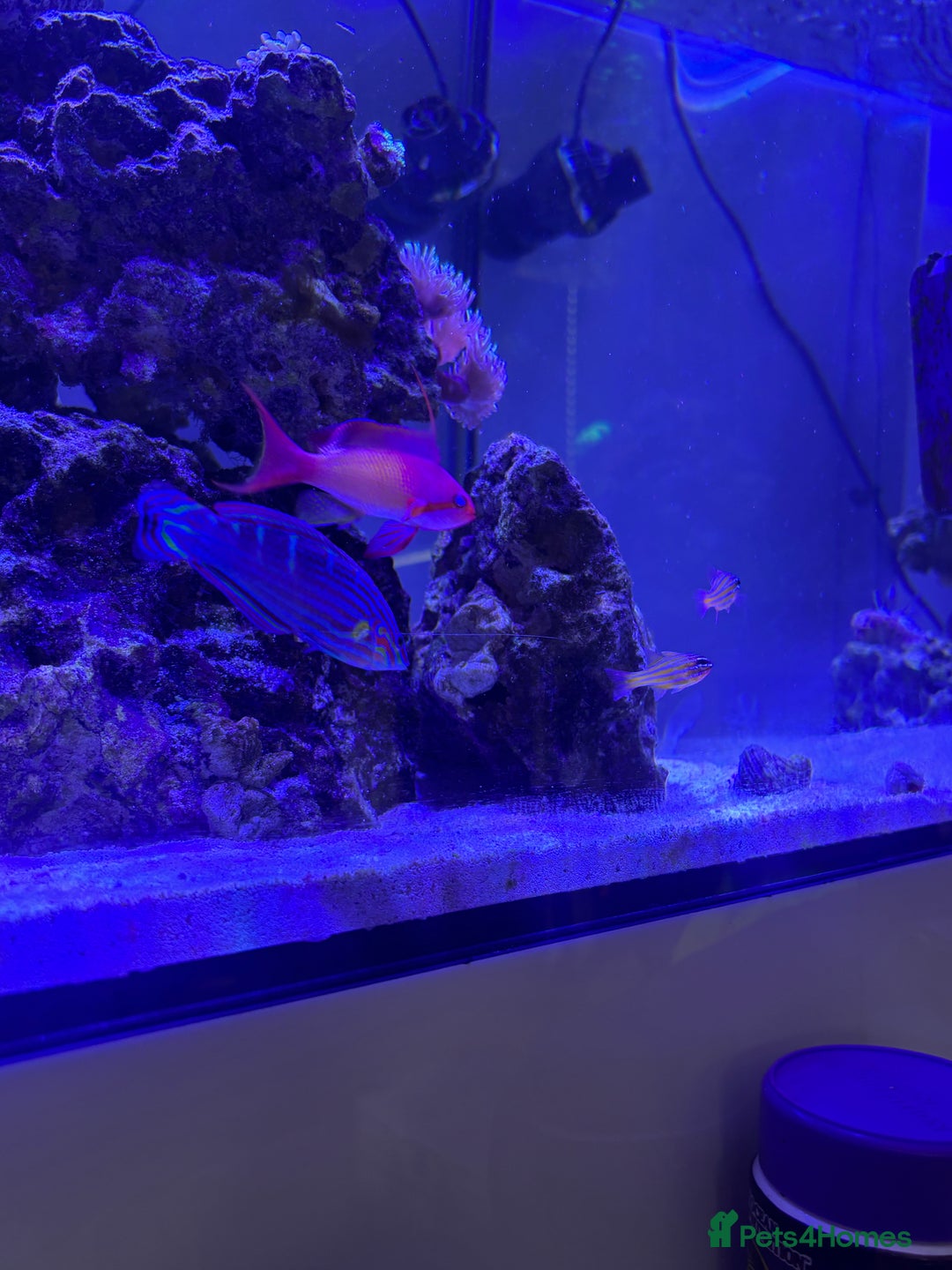 Shrimps fish for sale: 220L marine tank - Advert 3