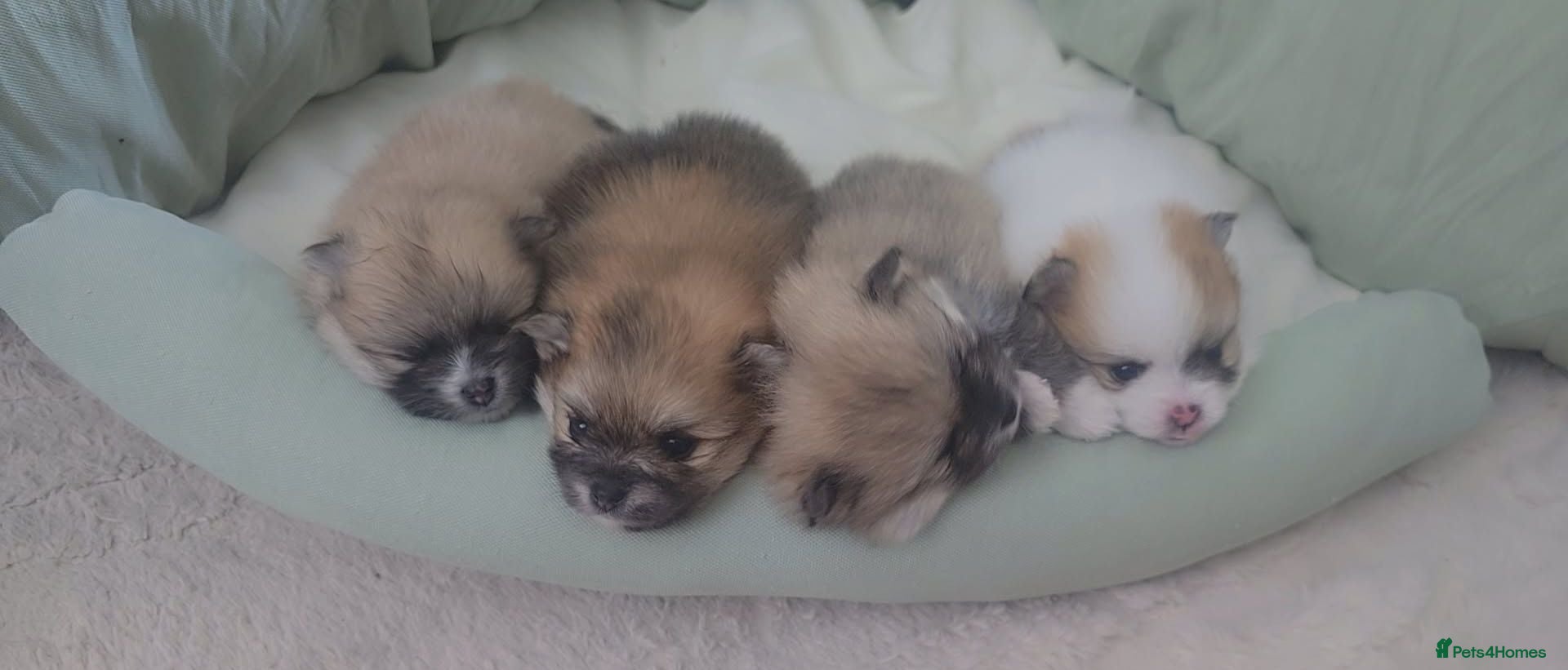 Pomeranian dogs Our perfect posh pom puds! 🐾 🐾 🐾 🐾   - Advert 2