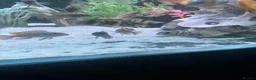 Cichlids fish for sale: Mix of cichlid fish. Mixed sizes  - Advert 4