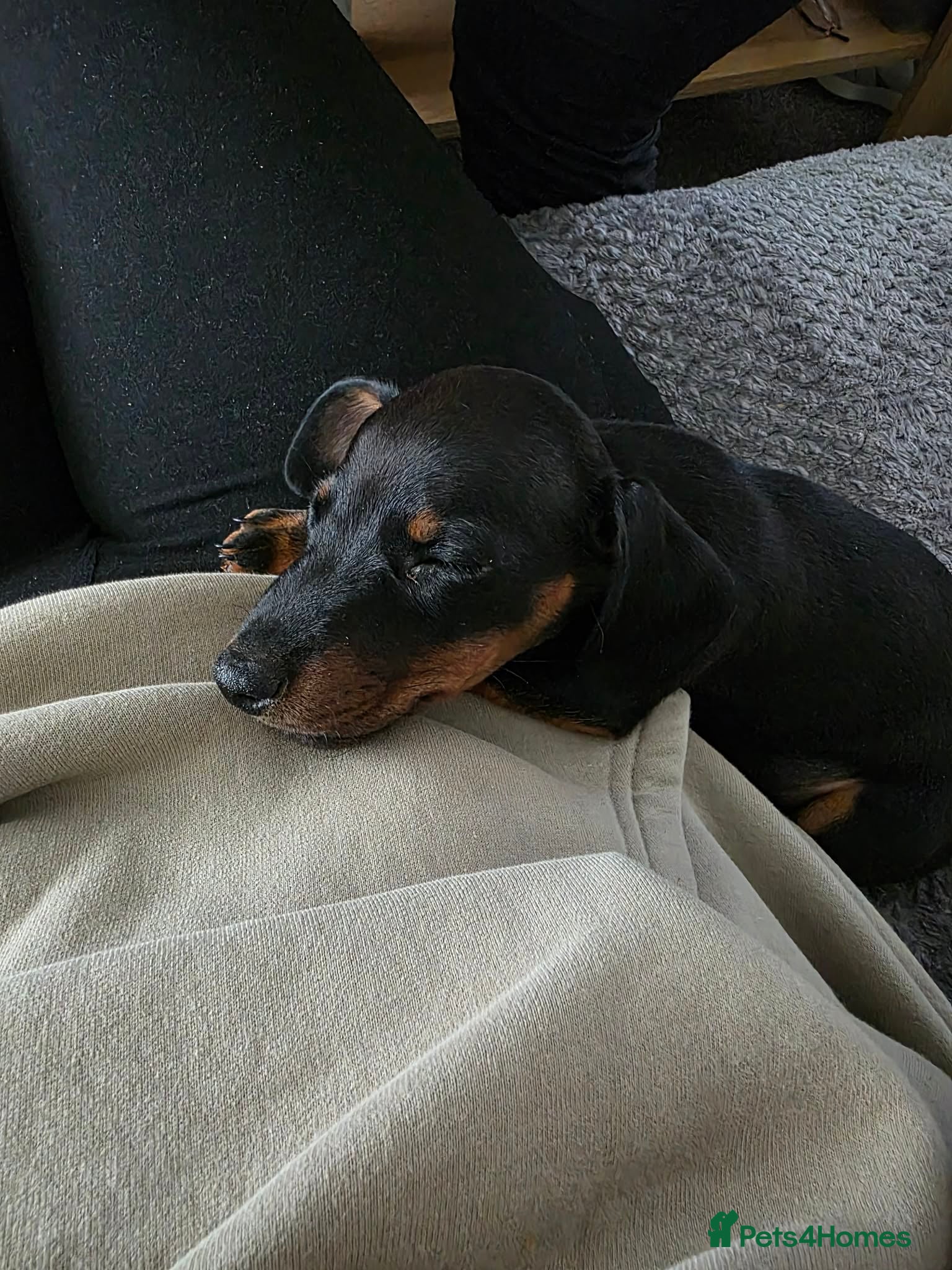 Dachshund dogs 13 week old boy  - Advert 1