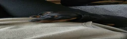 Dachshund dogs for sale: 13 week old boy  in Holywell - Advert 1