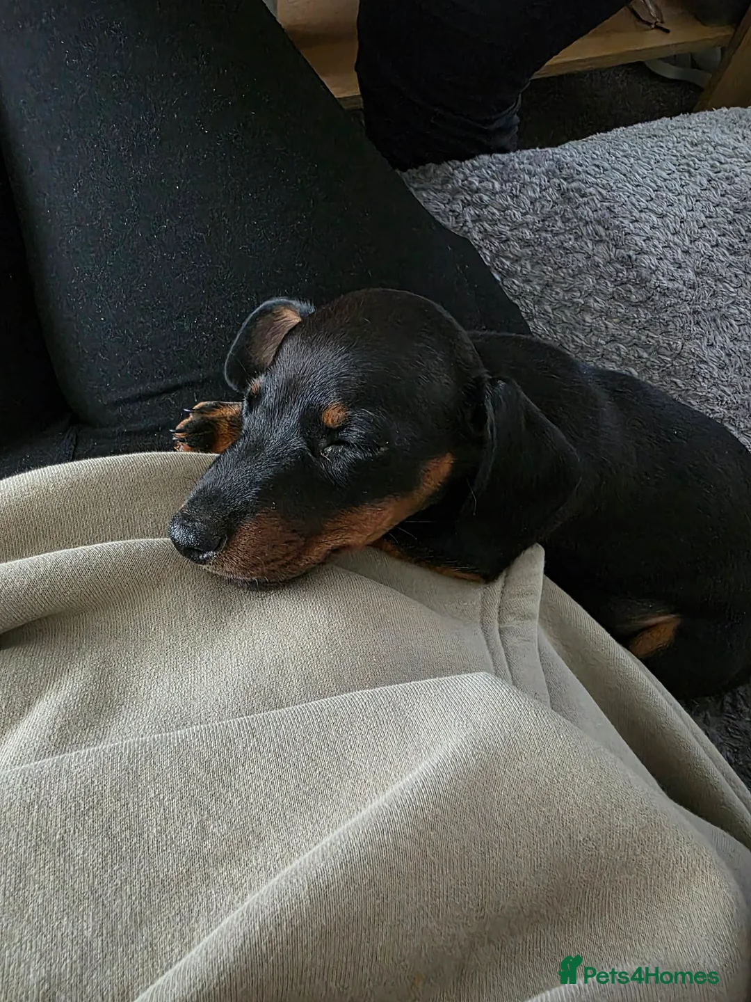 Dachshund dogs for sale: 13 week old boy  in Holywell - Advert 1
