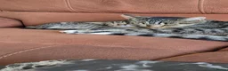 Domestic Shorthair cats for sale: 5 beautiful tabby kittens for Sale!!! - Advert 11