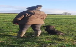 Cocker Spaniel dogs for sale: FTCH, KC REG working cocker pups - Image 27