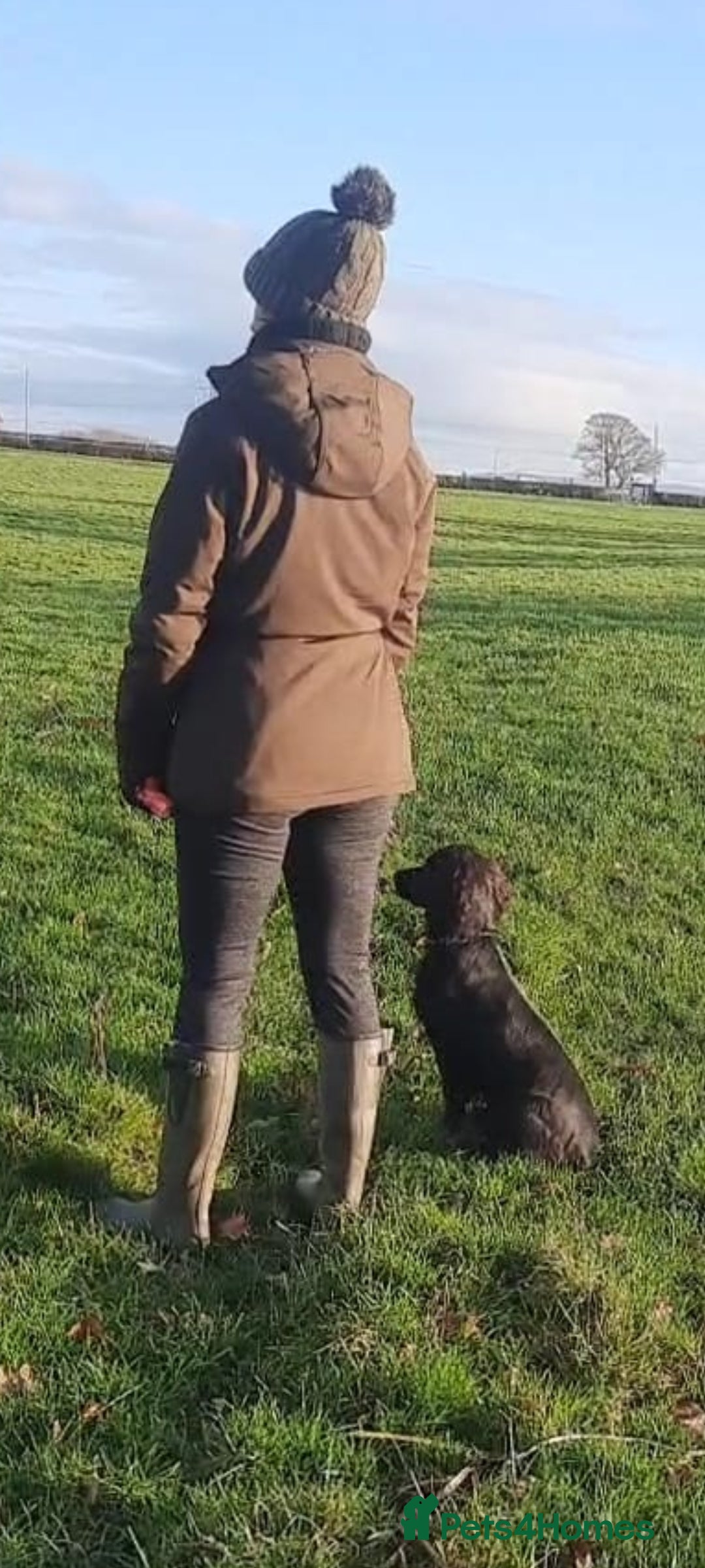 Cocker Spaniel dogs for sale: FTCH, KC REG working cocker pups - Image 27