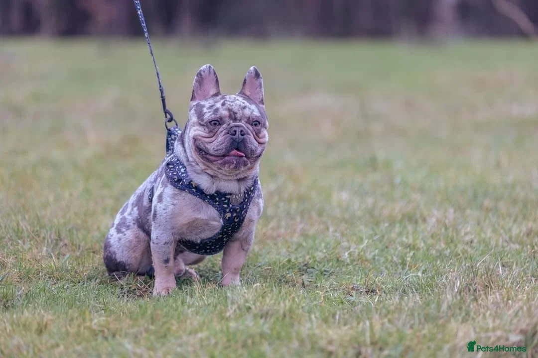 French Bulldog dogs for stud: Stunning blue merle 2year old stud - PROVEN in Lichfield - Advert 7