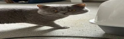 British Shorthair cats for sale: 🐾 GCCF Registered Blue British Shorthair Stud - Advert 5