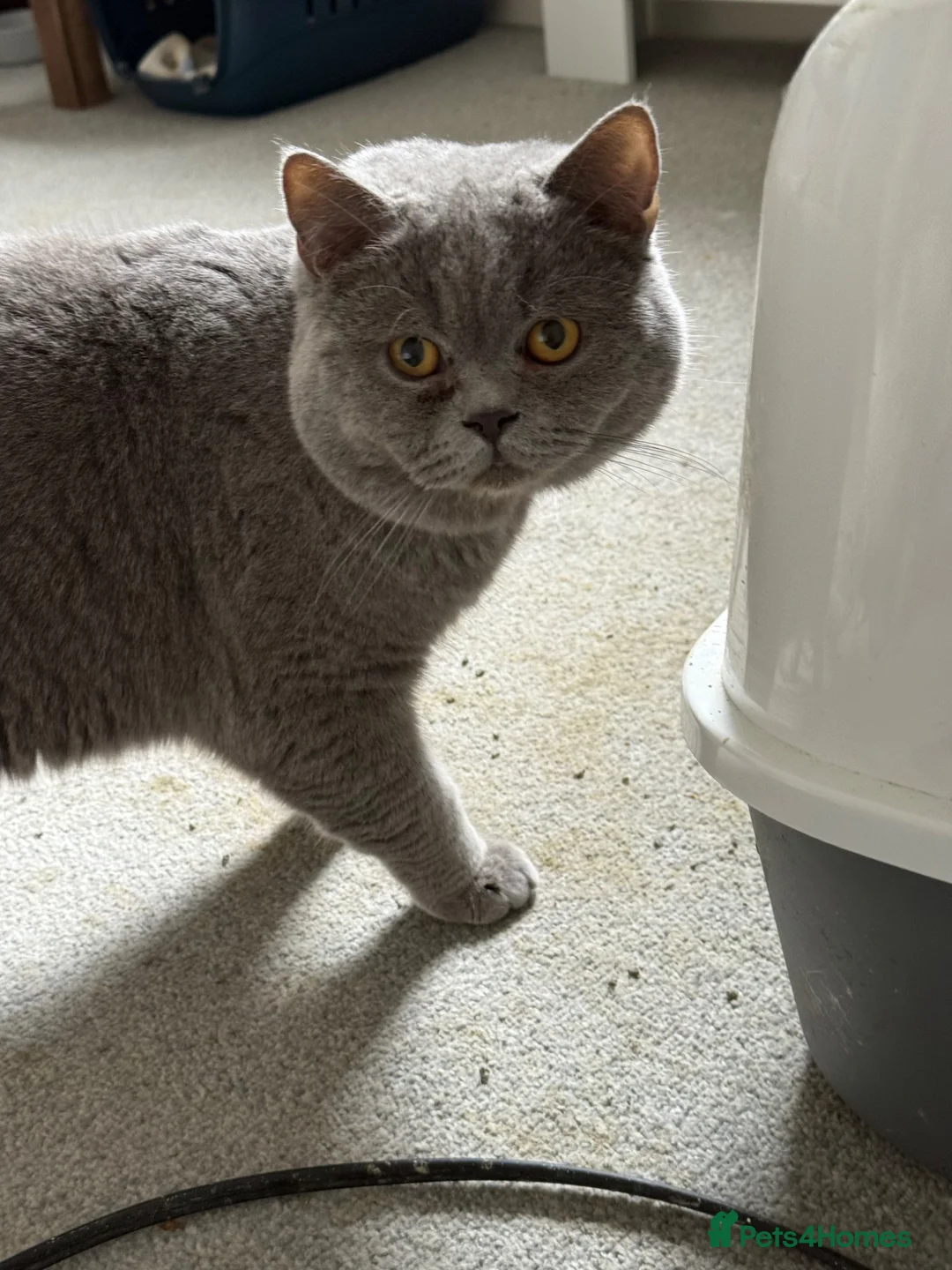 British Shorthair cats for sale: 🐾 GCCF Registered Blue British Shorthair Stud - Advert 5