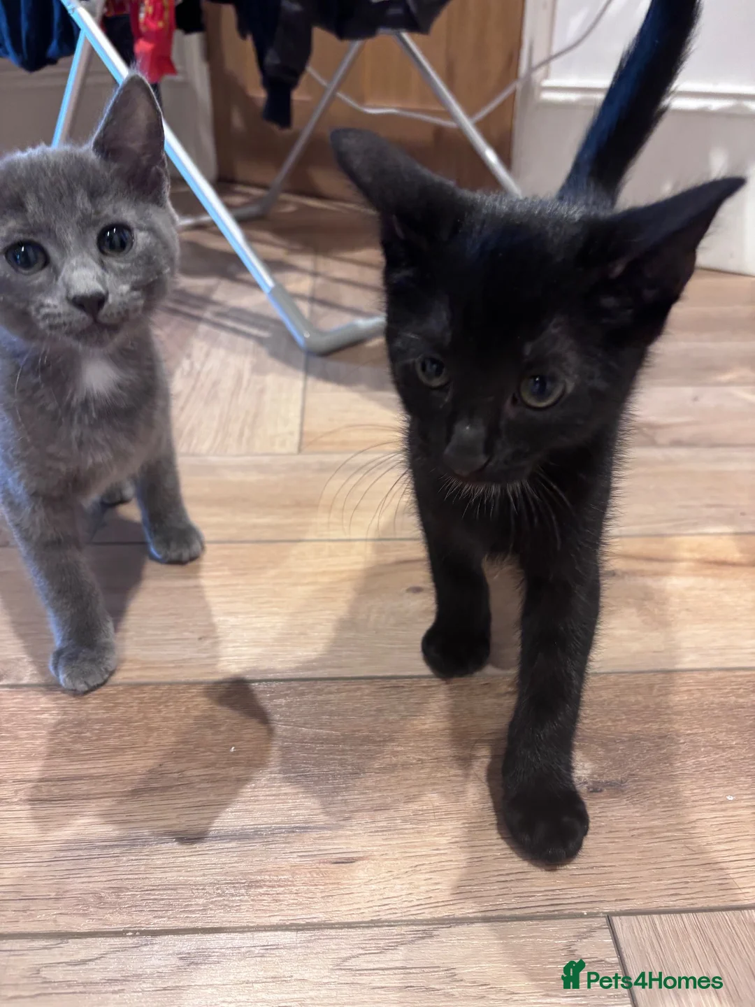 Domestic Shorthair cats for sale: Kittens ready to leave  - Advert 9