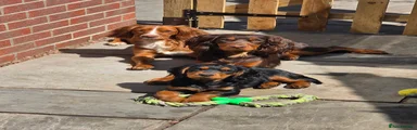 Cocker Spaniel 1