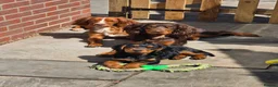 Cocker Spaniel dogs for sale: Beautiful black and fox red cocker puppy - Advert 4