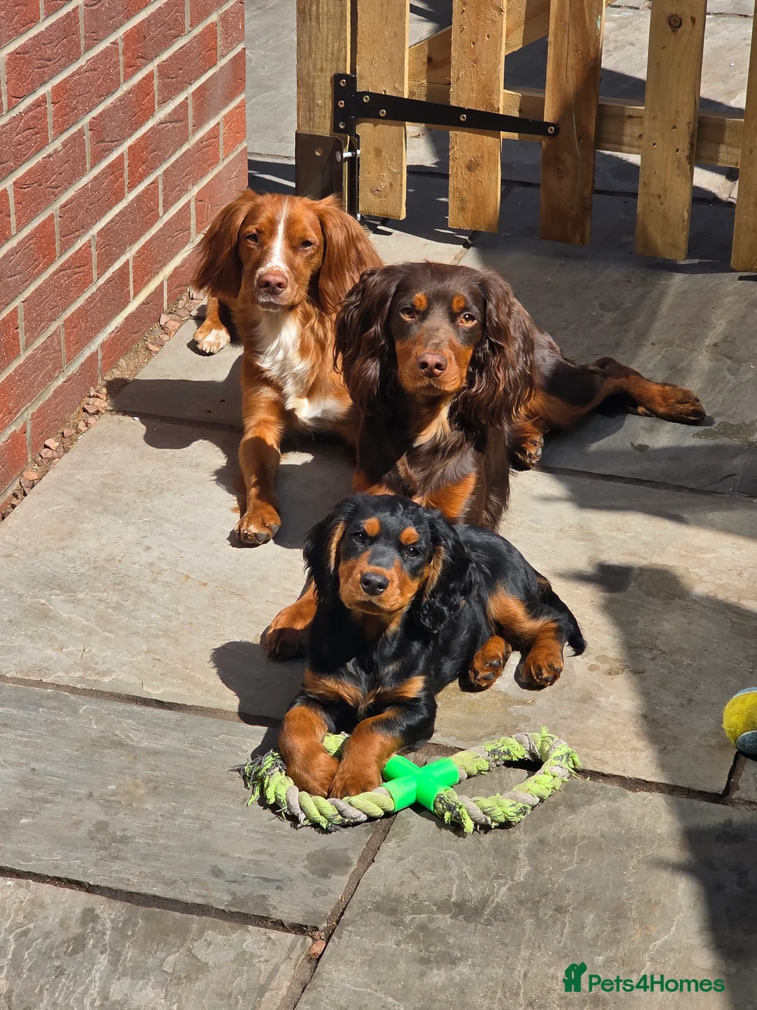 Cocker Spaniel dogs for sale: Beautiful black and fox red cocker puppy - Advert 4