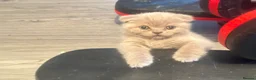 British Shorthair cats for sale: British short hair fold  - Advert 10