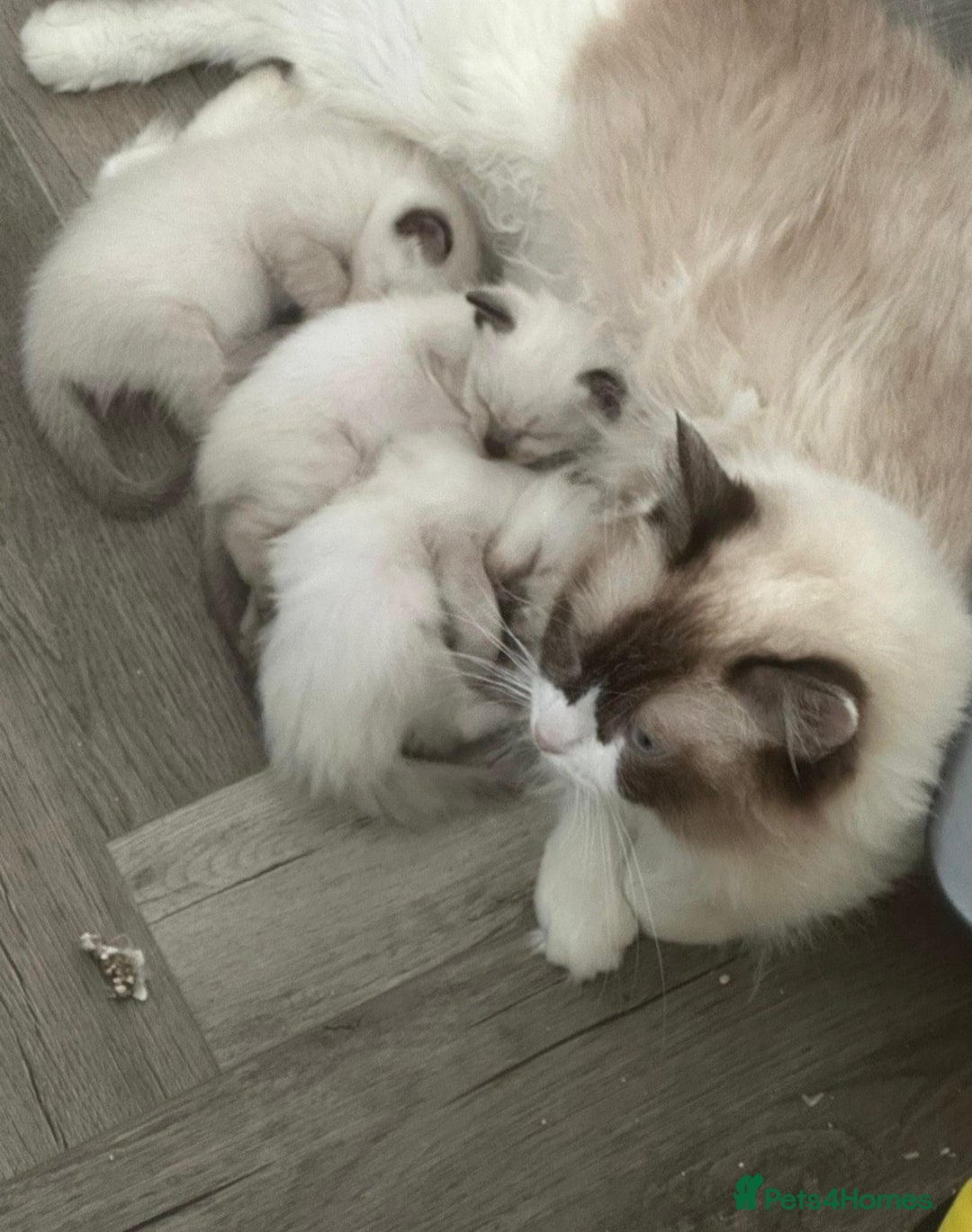 Ragdoll cats for sale: Upcoming Ragdoll Kittens – Ready February – £800 - Advert 2