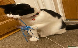 European cats for adoption: Maisie is looking for the perfect forever home - Image 6