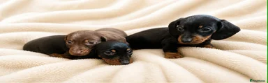 Miniature Dachshund Puppy 2
