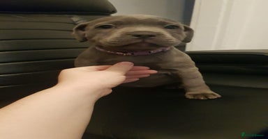 Staffordshire Bull Terrier dogs - Advert 4