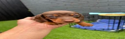 Miniature Dachshund dogs for sale: Miniature dachshund  - Advert 20